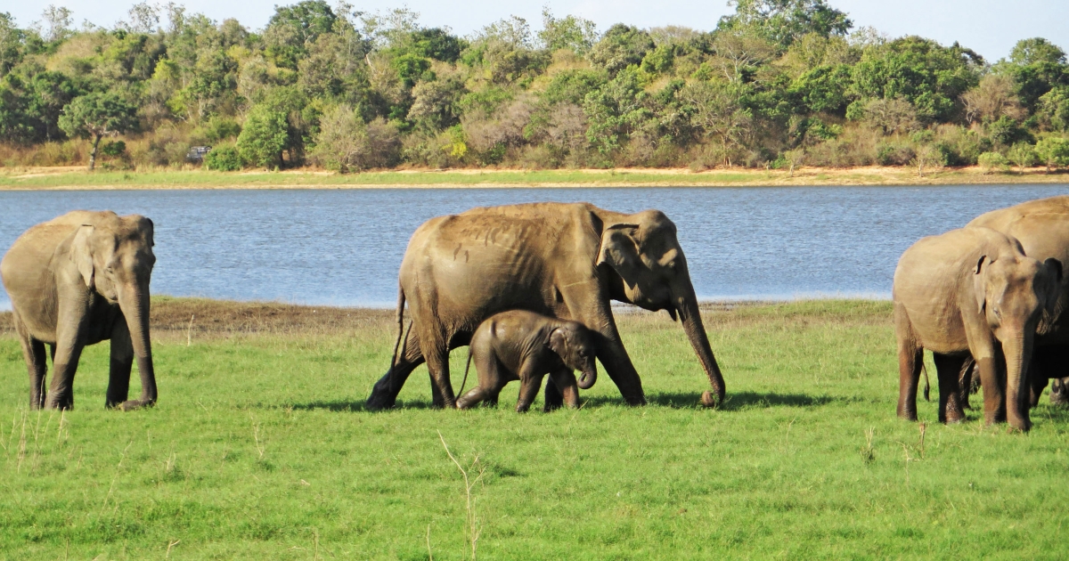 Asian Elephant Conservation Fund | U.S. Fish & Wildlife Service